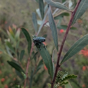 Chrysolopus spectabilis at Kambah, ACT - 2 Jan 2025 04:40 PM