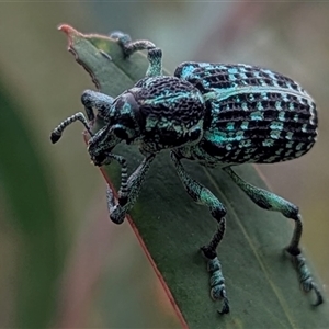 Chrysolopus spectabilis at Kambah, ACT - 2 Jan 2025 04:40 PM