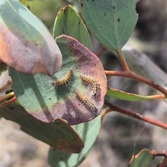 Uraba lugens (Gumleaf Skeletonizer) at Bungendore, NSW - 2 Jan 2025 by clarehoneydove