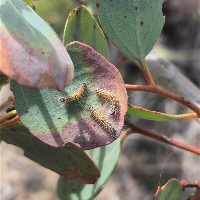 Uraba lugens (Gumleaf Skeletonizer) at Bungendore, NSW - 2 Jan 2025 by clarehoneydove