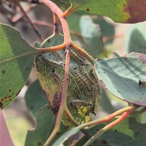 Uraba lugens at Bungendore, NSW - suppressed