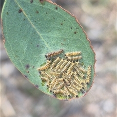 Uraba lugens at Bungendore, NSW - suppressed