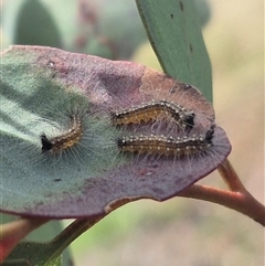 Uraba lugens at Bungendore, NSW - suppressed