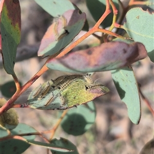 Uraba lugens at Bungendore, NSW - suppressed