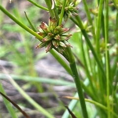 Juncus fockei (A Rush) at Bannister, NSW - 2 Jan 2025 by JaneR