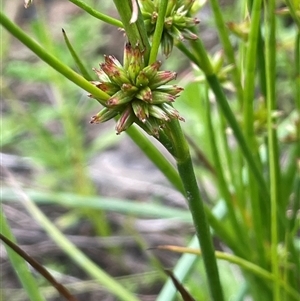 Juncus fockei (A Rush) at Bannister, NSW by JaneR