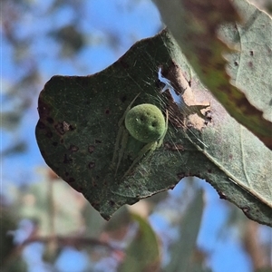 Araneus circulissparsus (species group) at Bungendore, NSW - suppressed