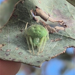 Araneus circulissparsus (species group) at Bungendore, NSW - suppressed