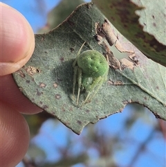 Araneus circulissparsus (species group) at Bungendore, NSW - suppressed