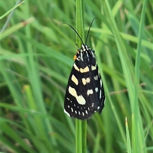 Phalaenoides tristifica (Willow-herb Day-moth) at Bungendore, NSW by clarehoneydove