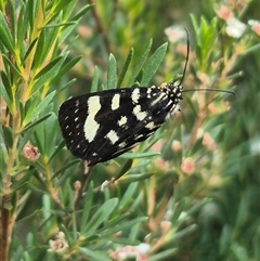 Phalaenoides tristifica at Bungendore, NSW - 2 Jan 2025