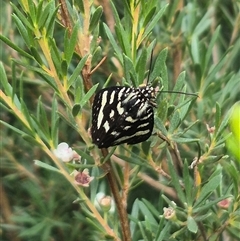 Phalaenoides tristifica at Bungendore, NSW - 2 Jan 2025