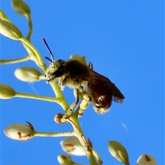 Unidentified Bee (Hymenoptera, Apiformes) at Deakin, ACT - 15 Dec 2024 by LisaH