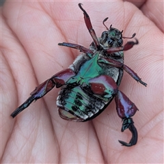 Repsimus manicatus montanus (Green nail beetle) at Kambah, ACT - 2 Jan 2025 by HelenCross