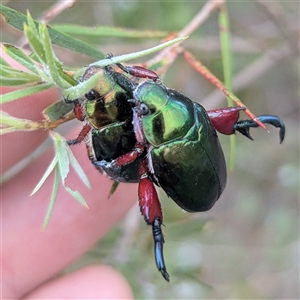 Repsimus manicatus montanus at Kambah, ACT - 2 Jan 2025