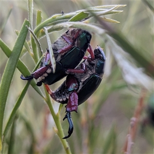 Repsimus manicatus montanus at Kambah, ACT - 2 Jan 2025