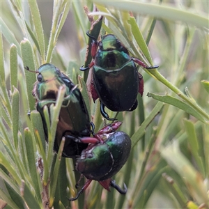 Repsimus manicatus montanus at Kambah, ACT - 2 Jan 2025