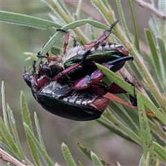 Repsimus manicatus montanus at Kambah, ACT - 2 Jan 2025