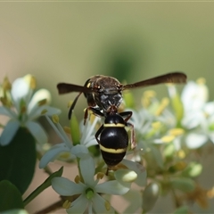 Unidentified Wasp (Hymenoptera, Apocrita) at Hughes, ACT - 15 Dec 2024 by LisaH