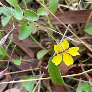 Goodenia hederacea at Bannister, NSW - 2 Jan 2025 05:54 PM