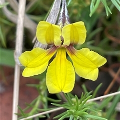 Goodenia hederacea at Bannister, NSW - 2 Jan 2025 05:54 PM