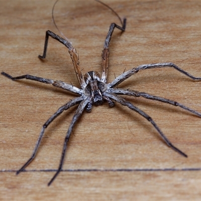 Argoctenus sp. (genus) (Wandering ghost spider) at Chisholm, ACT - 15 Dec 2024 by RomanSoroka