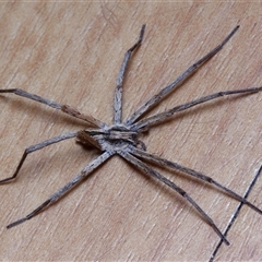 Argoctenus sp. (genus) at Chisholm, ACT - 15 Dec 2024