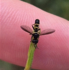 Conopidae (family) (Thick-headed fly) at Bungendore, NSW - 2 Jan 2025 by clarehoneydove