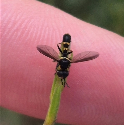 Unidentified Hover fly (Syrphidae) at Bungendore, NSW - 2 Jan 2025 by clarehoneydove