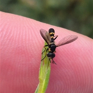 Conopidae (family) at Bungendore, NSW - suppressed