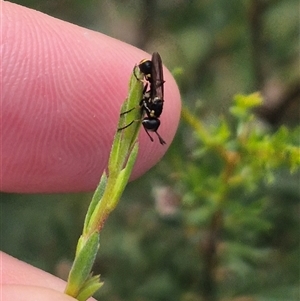 Conopidae (family) at Bungendore, NSW - suppressed