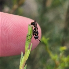 Conopidae (family) at Bungendore, NSW - suppressed