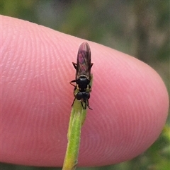 Conopidae (family) at Bungendore, NSW - suppressed