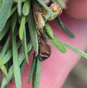 Iptergonus cionoides at Bungendore, NSW - 2 Jan 2025