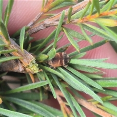 Iptergonus cionoides at Bungendore, NSW - 2 Jan 2025