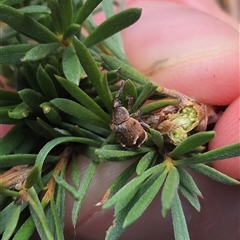 Iptergonus cionoides at Bungendore, NSW - 2 Jan 2025