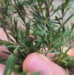 Iptergonus cionoides at Bungendore, NSW - 2 Jan 2025