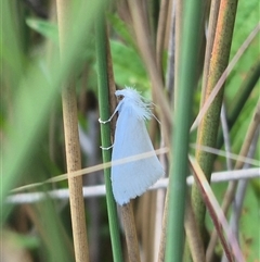 Tipanaea patulella (The White Crambid moth) at Bungendore, NSW - 2 Jan 2025 by clarehoneydove