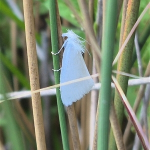 Tipanaea patulella at Bungendore, NSW - suppressed