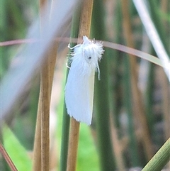 Tipanaea patulella at Bungendore, NSW - suppressed