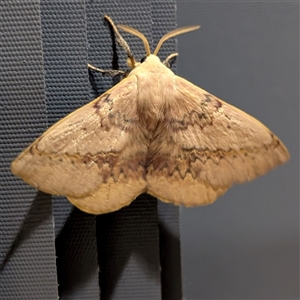 Anthela varia (Hairy Mary) at Kambah, ACT by HelenCross