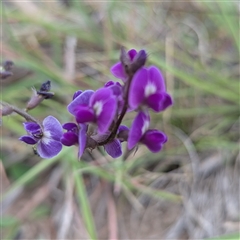 Glycine tabacina (Variable Glycine) at Kambah, ACT - 2 Jan 2025 by HelenCross