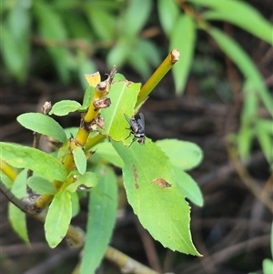 Tachinidae (family) at Bungendore, NSW - suppressed