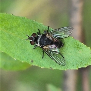 Tachinidae (family) at Bungendore, NSW - suppressed