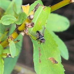 Tachinidae (family) at Bungendore, NSW - suppressed