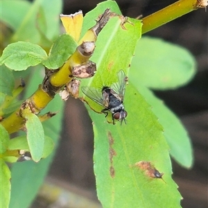 Tachinidae (family) at Bungendore, NSW - suppressed