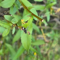 Tachinidae (family) at Bungendore, NSW - suppressed