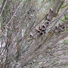 Melaleuca sp. at Kambah, ACT - 2 Jan 2025 by HelenCross