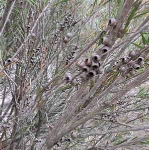 Melaleuca sp. at Kambah, ACT - 2 Jan 2025 06:10 PM