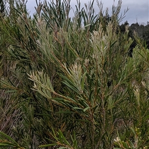 Melaleuca sp. at Kambah, ACT - 2 Jan 2025 06:10 PM